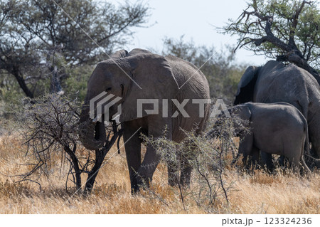 Elephant herd grazing in Etosha 123324236