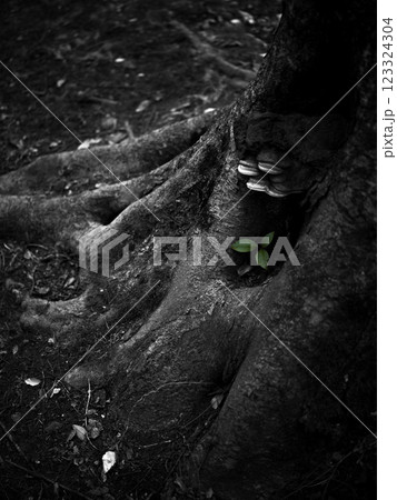 木の根元から新たな芽が生える 123324304