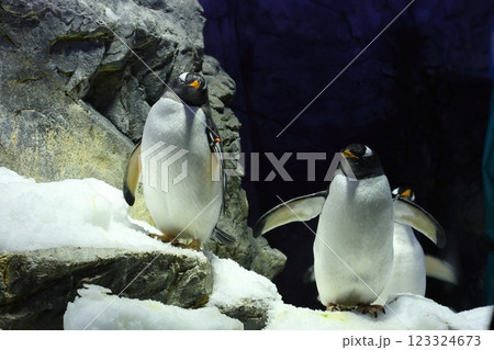 海遊館 ／ ジェンツーペンギン （大阪市港区海岸通） 123324673