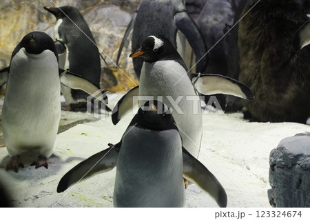海遊館 / ジェンツーペンギン (大阪市港区海岸通) 海遊館 / ジェンツーペンギン (大阪市港区海岸通) 123324674