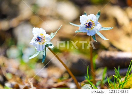 節分草（二輪） 123324885