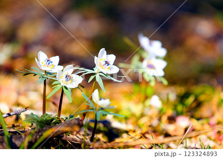 かわいい節分草 123324893