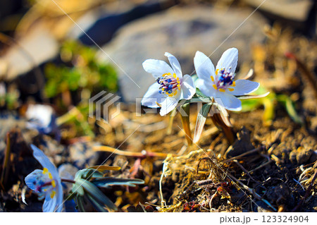 ペアのセツブンソウ 123324904