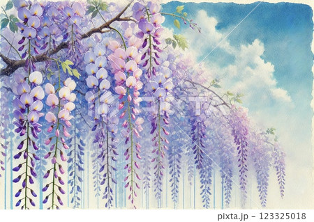 藤棚・藤の花 藤棚・藤の花 123325018