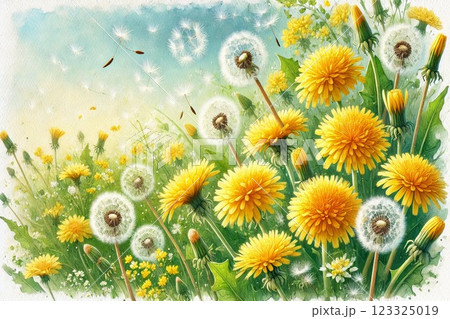 タンポポ・綿毛 タンポポ・綿毛 123325019