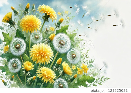 タンポポ・綿毛 123325021