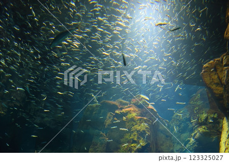 海遊館 / 光り輝くイワシの群れ (大阪市港区海岸通) 海遊館 / 光り輝くイワシの群れ (大阪市港区海岸通) 123325027