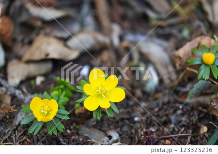 黄色節分草 123325216