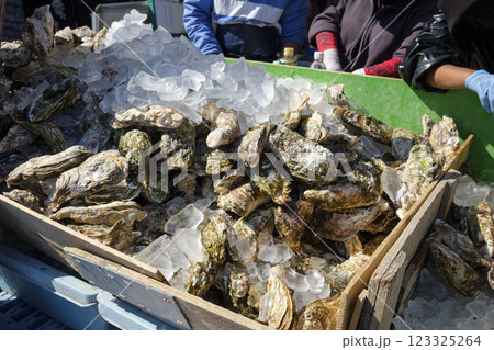 市場に並べられた生食用の天然岩牡蠣 市場に並べられた生食用の天然岩牡蠣 123325264
