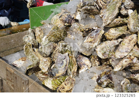 市場に並べられた生食用の天然岩牡蠣 123325265