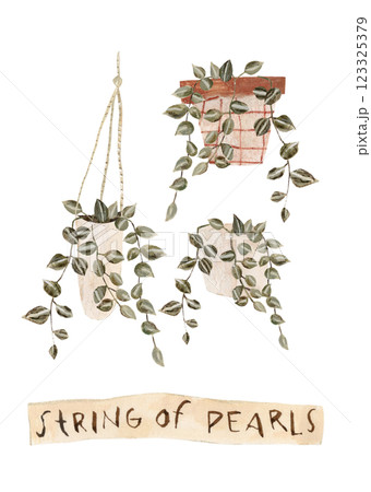 Houseplants set in flowerpots. Flat hand drawn foliage string of pearls in different pots. Home decor illustration. Cute greenery for urban jungle. Houseplants set in flowerpots. Flat hand drawn foliage string of pearls in different pots. Home decor illustration. Cute greenery for urban jungle. 123325379