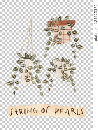 Houseplants set in flowerpots. Flat hand drawn foliage string of pearls in different pots. Home decor illustration. Cute greenery for urban jungle. Houseplants set in flowerpots. Flat hand drawn foliage string of pearls in different pots. Home decor illustration. Cute greenery for urban jungle. 123325379