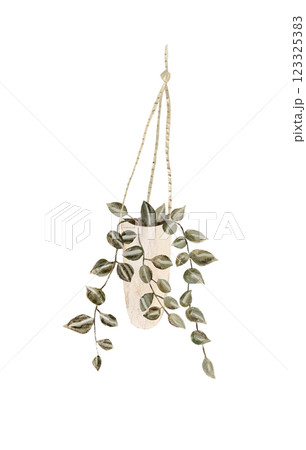 Houseplant in flowerpot. Flat hand drawn foliage string of pearls in beige pot. Cute greenery for urban jungle. 123325383