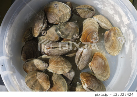 魚市場に並べられたハマグリ 123325424