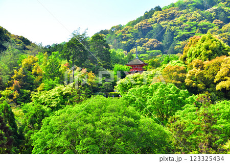 新緑が眩しい京都 清水寺 123325434