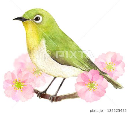 水彩イラスト 春のメジロのイメージ 水彩イラスト 春のメジロのイメージ 123325483
