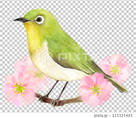 水彩イラスト 春のメジロのイメージ 水彩イラスト 春のメジロのイメージ 123325483