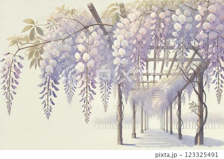 藤棚・藤の花 123325491