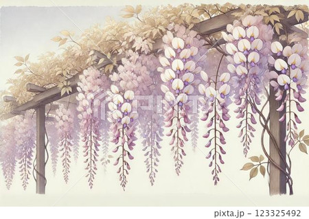 藤棚・藤の花 123325492