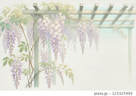 藤棚・藤の花 123325493