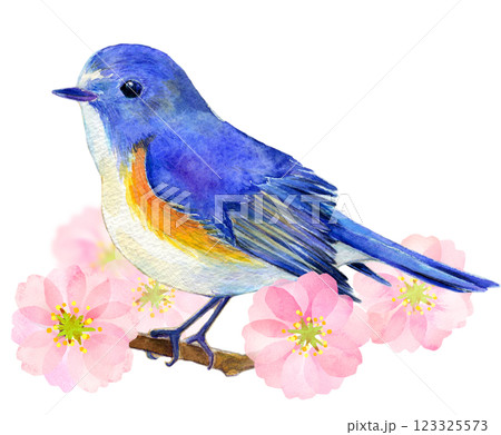 水彩イラスト 春のルリビタキのイメージのイラスト素材 [123325573