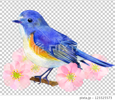 水彩插圖：春天的藍白相間的霸鶲 123325573