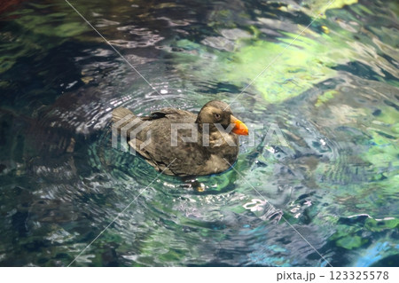 海遊館 ／ 魅了する海洋生物 （大阪市港区海岸通） 123325578