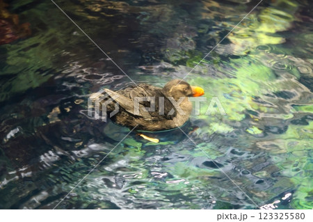 海遊館 ／ 魅了する海洋生物 （大阪市港区海岸通） 123325580