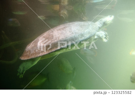 海遊館 ／ 魅了する海洋生物 （大阪市港区海岸通） 123325582
