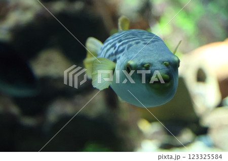 海遊館 ／ 魅了する海洋生物 （大阪市港区海岸通） 123325584