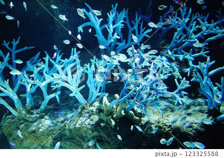 海遊館 / 魅了する海洋生物 (大阪市港区海岸通) 海遊館 / 魅了する海洋生物 (大阪市港区海岸通) 123325588