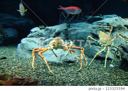 海遊館 ／ 魅了する海洋生物 （大阪市港区海岸通） 123325594