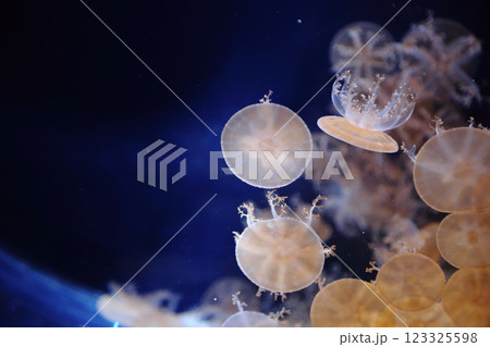 海遊館 ／ 魅了する海洋生物 （大阪市港区海岸通） 123325598