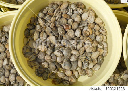市場に並べられたあさり　アサリ　浅蜊　 123325638