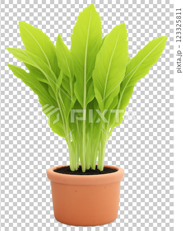 French Sorrel (Rumex scutatus) Compact green herb with tart leaves, grown in a simple terracotta pot, popular in French kitchens 123325811