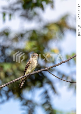 Eastern wood pewee (Contopus virens), Ecoparque Sabana, Cundinamarca department. Wildlife and birdwatching in Colombia Eastern wood pewee (Contopus virens), Ecoparque Sabana, Cundinamarca department. Wildlife and birdwatching in Colombia 123325847