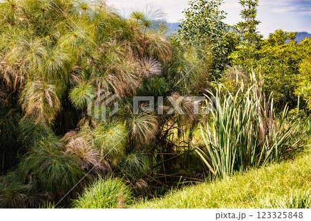 Lush green vegetation featuring tall papyrus plants and other tropical flora. Tocancipa, Cundinamarca Department, Colombia 123325848