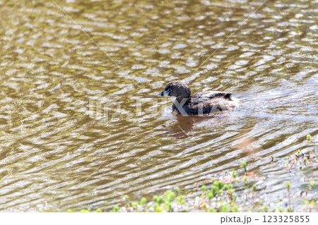 Pied-billed grebe (Podilymbus podiceps), Ecoparque Sabana, Cundinamarca department. Wildlife and birdwatching in Colombia. 123325855