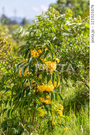 Tecoma stans, Tecoma stans, yellow trumpetbush, yellow bells or yellow elder. Tocancipa, Cundinamarca Departement, Colombia 123325876