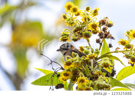 Rufous-collared sparrow or Andean sparrow (Zonotrichia capensis), Cundinamarca department. Wildlife and birdwatching in Colombia 123325888