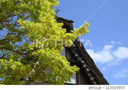 モミジの花咲く 123325953