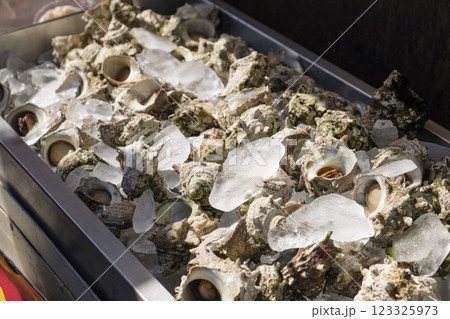 魚市場に並べられたサザエ 123325973