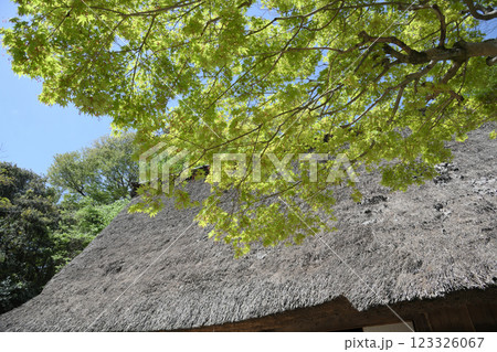 モミジの花咲く 123326067