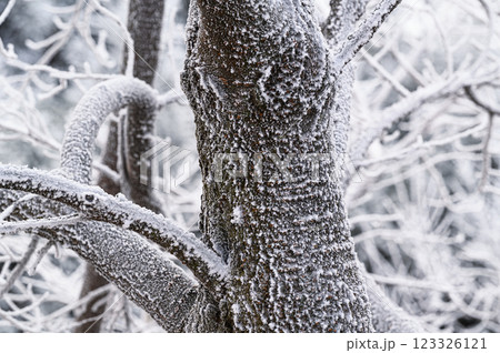霧氷した冬の森 123326121