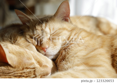 猫ちゃん親子の日常風景 猫ちゃん親子の日常風景 123326653