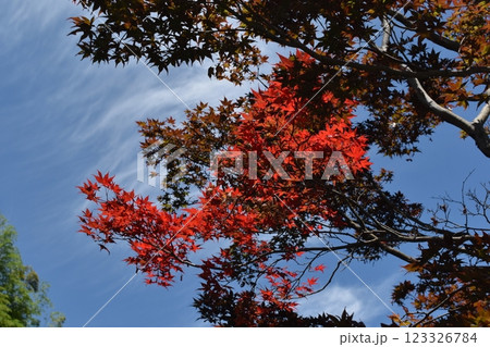 貫井神社、もみじ、東京都小金井市貫井 貫井神社、もみじ、東京都小金井市貫井 123326784