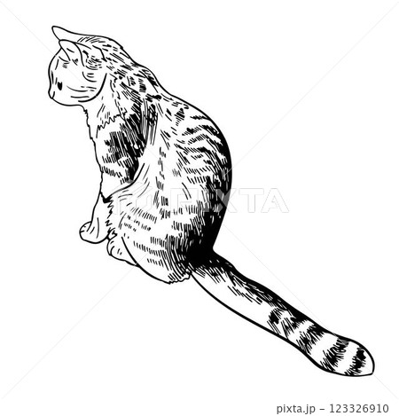 Vector graphic linear illustration of a stripped cat sitting in engraving style. hand drawn sketch 123326910