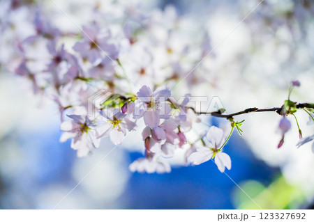 満開の桜並木 123327692