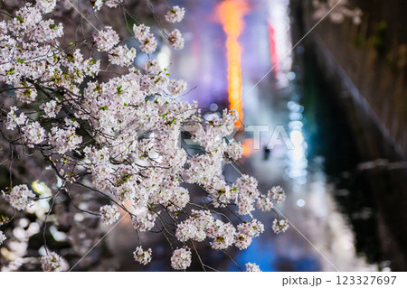 満開の桜並木 123327697