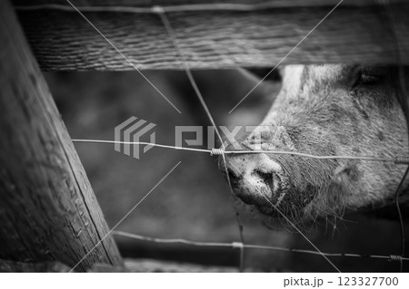 Head and snout of a adult pig sticking out past a wire fence.  123327700